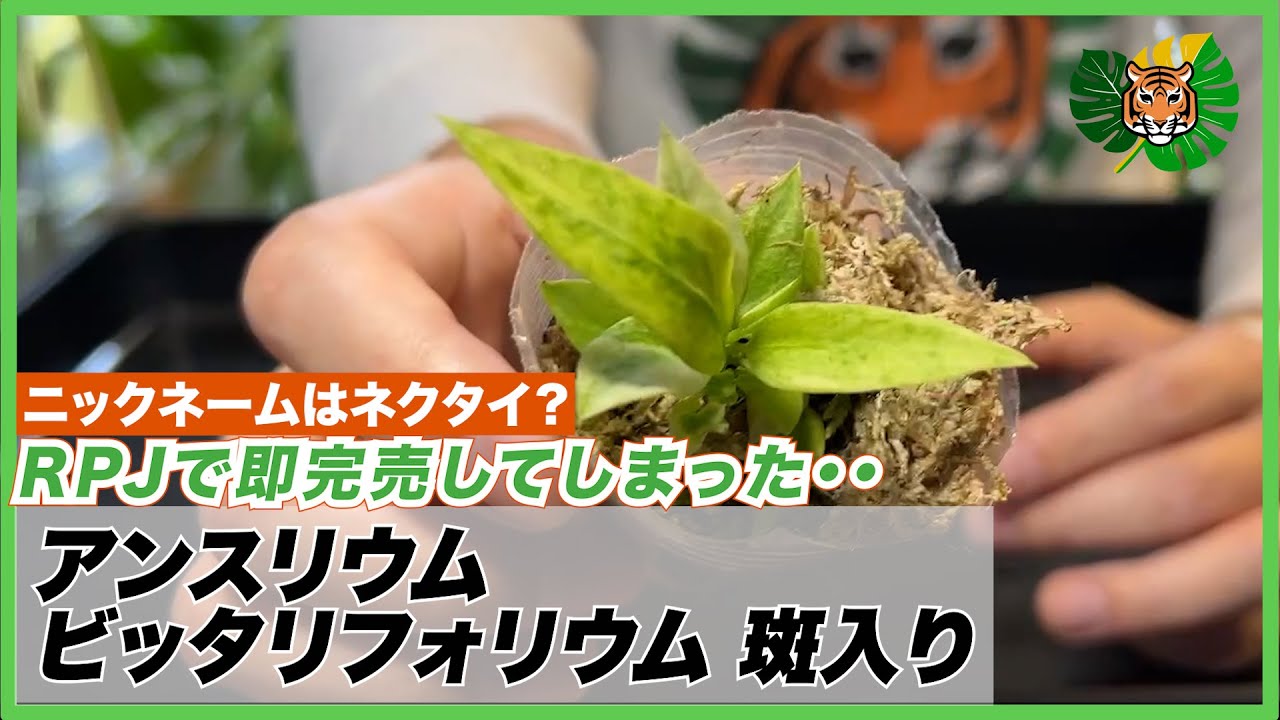 アンスリウム・クリスタルシルバー 斑入り x ミシェル 交配 成長記録