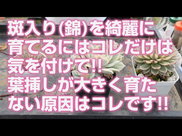 2024.06.26【Succulent】To grow variegated (Nishiki) plants