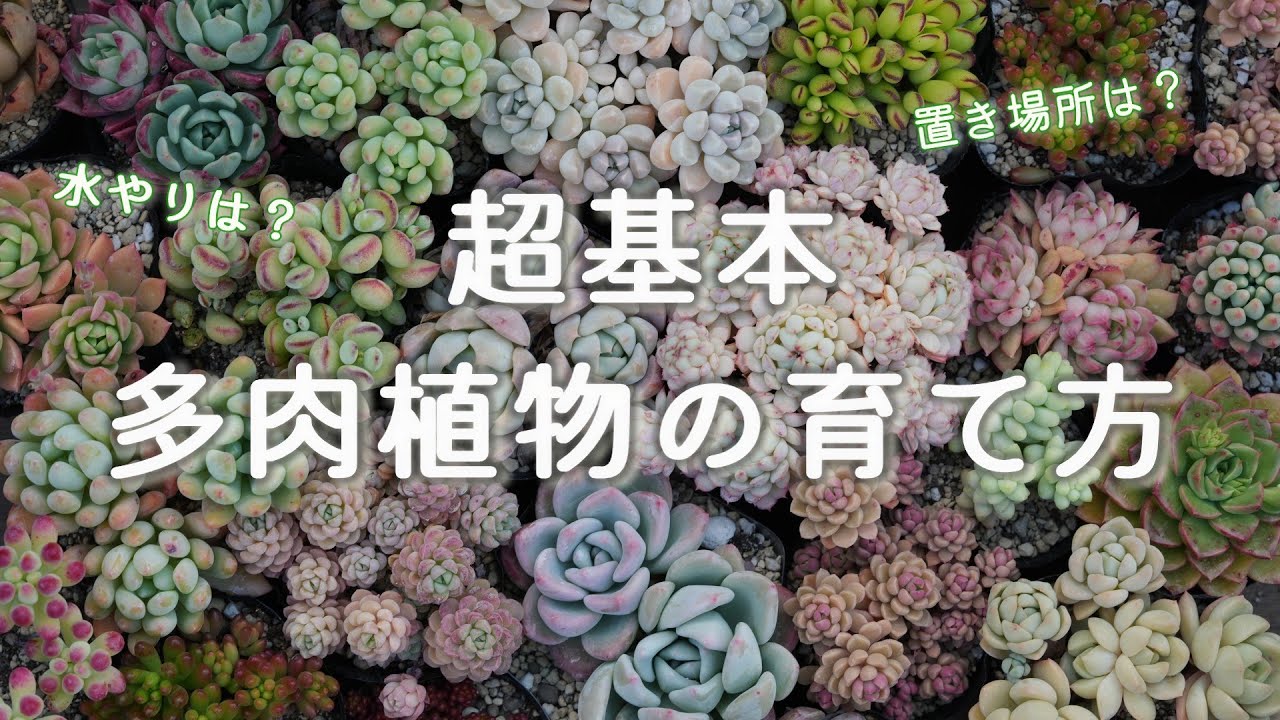 多肉植物 つぶつぶ屋 - YouTube