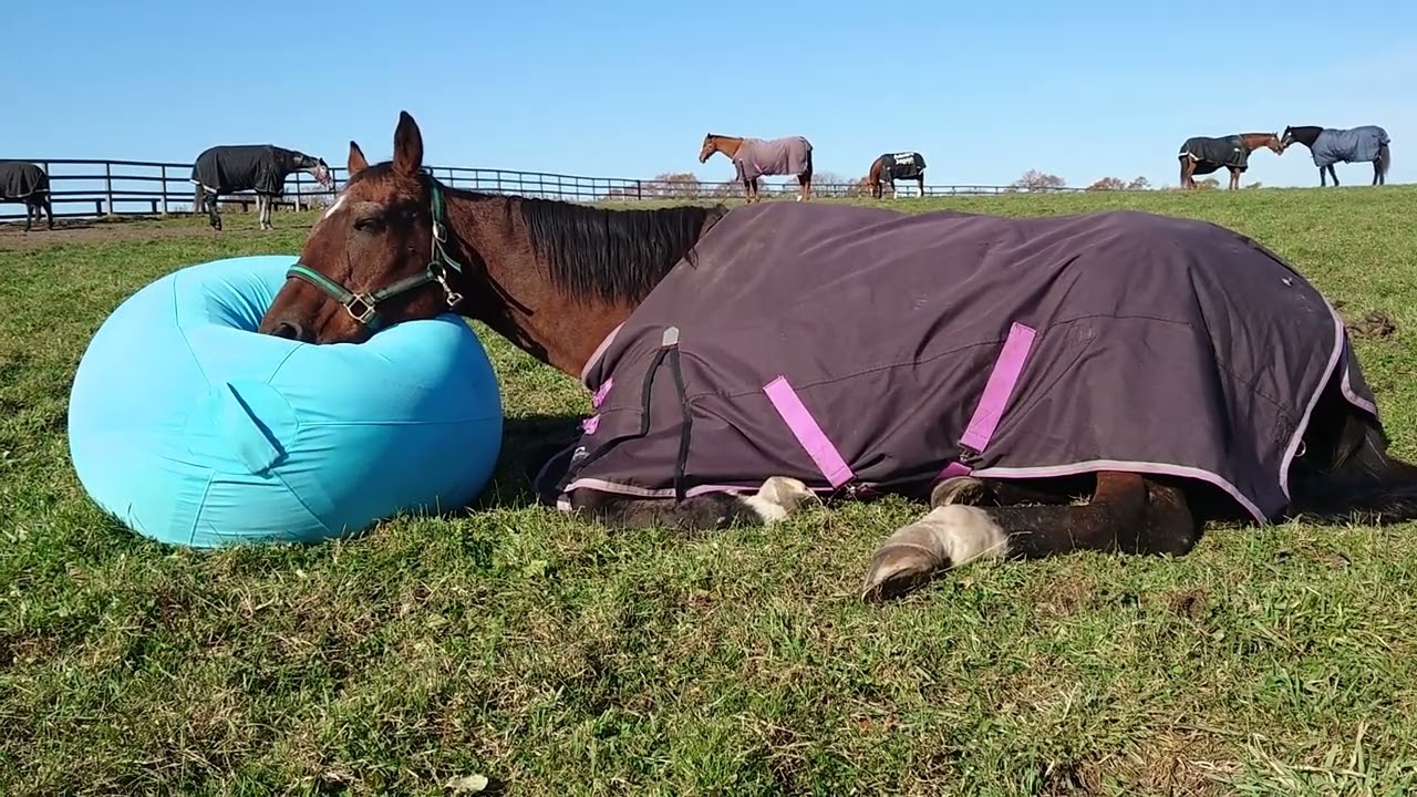 ルーカスがYogiboを使ってみた（ほぼ無編集版）｜ヴェルサイユリゾート