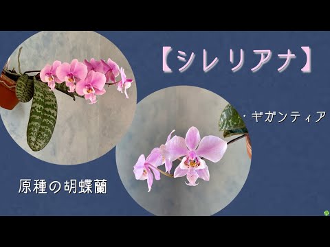 2024年4月24日 原種の胡蝶蘭【シレリアナ】 葉が観葉植物🌿で人気の