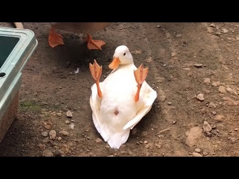Call Duck Flipped Over! - YouTube