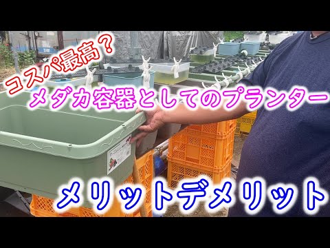 Medaka] A cheap container with plenty of water to raise the