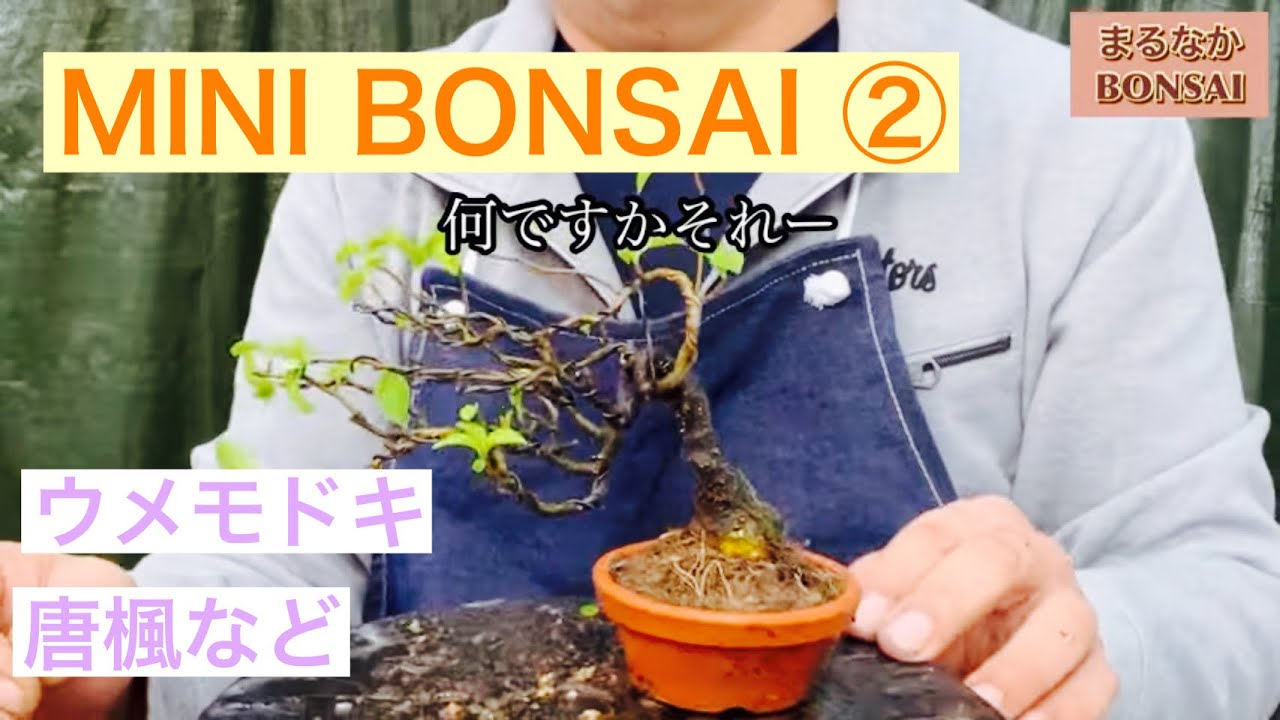 225 ②MINI BONSAI ウメモドキ、唐楓など ‪@bonsai1007‬ 【ミニ盆栽