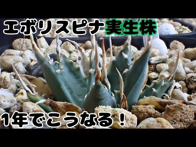 Introducing the first year Eborispina seedlings! - YouTube