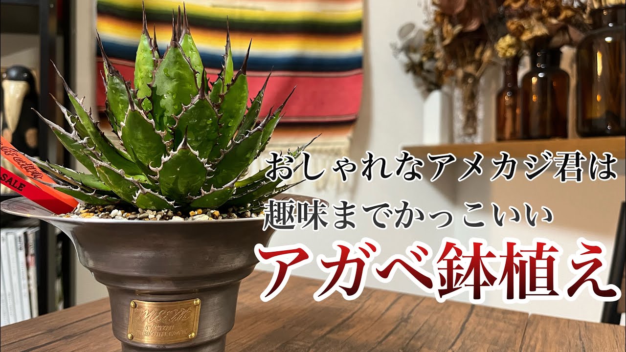 Agave] Truly cool people are cool in more than just their clothes