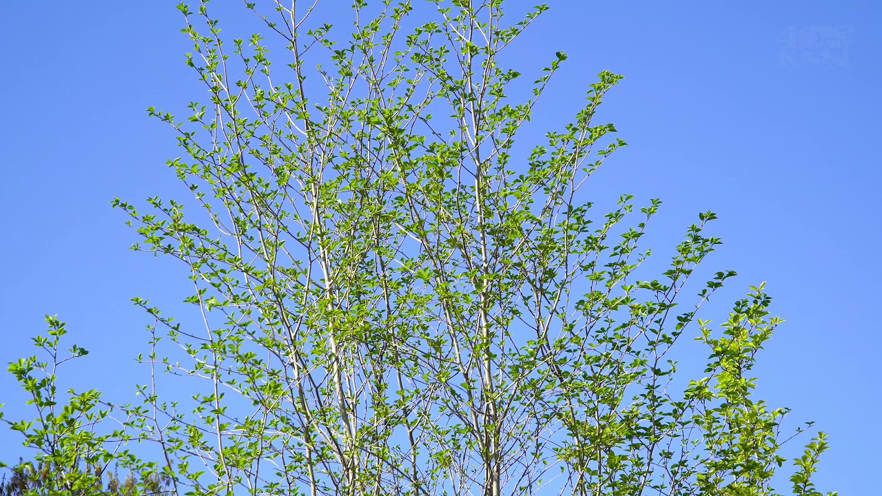 山どり美形アオハダ￥149,000～ #落葉樹シンボルツリー - YouTube