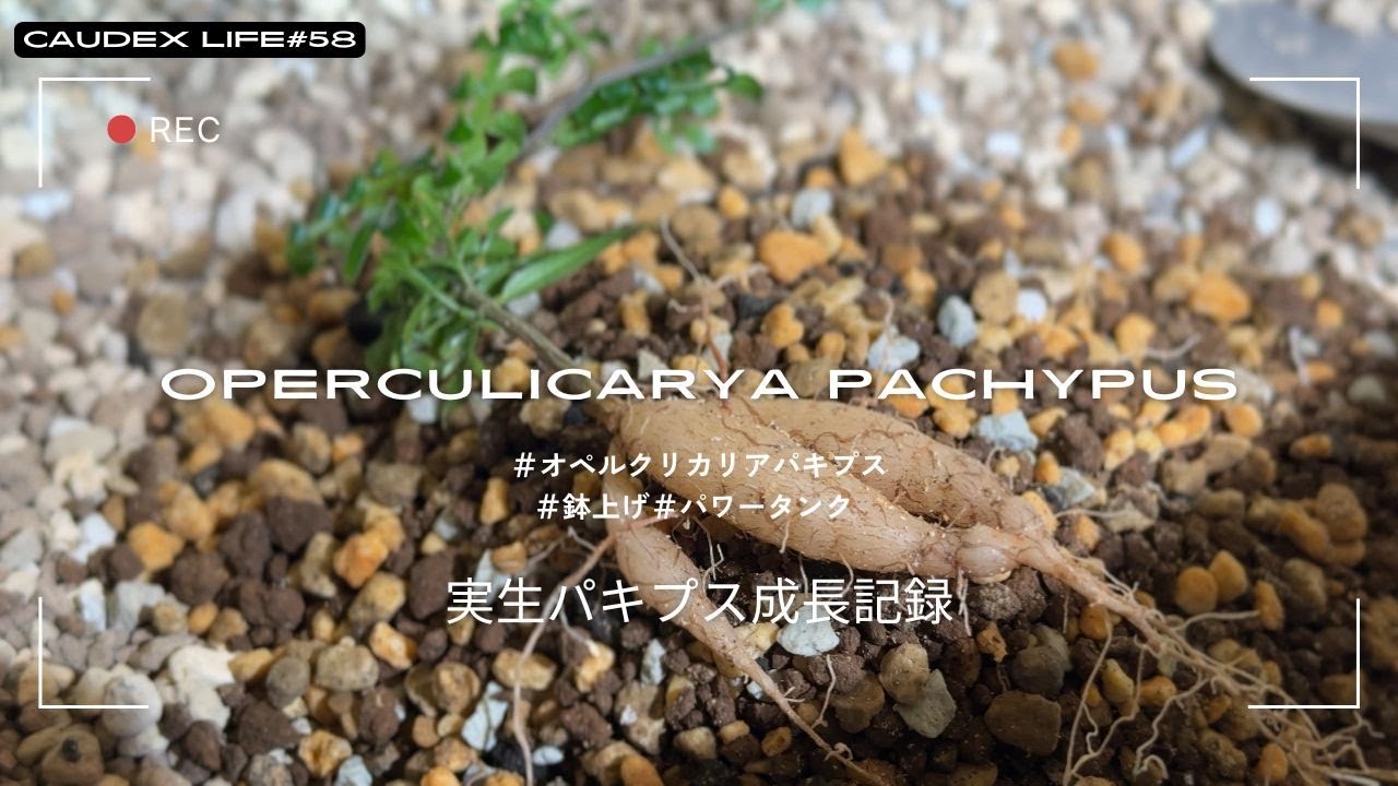 オペルクリカリア パキプス】実生パキプス成長記録 。将来の根挿し候補