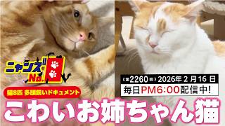 No. 2260》Scary Big Sister Cat - YouTube