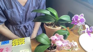 胡蝶蘭45 夏の衝動買い😅原種胡蝶蘭4種🌸 - YouTube