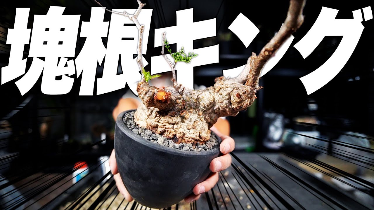 植物沼】マダガスカルから来た枯れ木を生き返らせてみた【オペルクリ