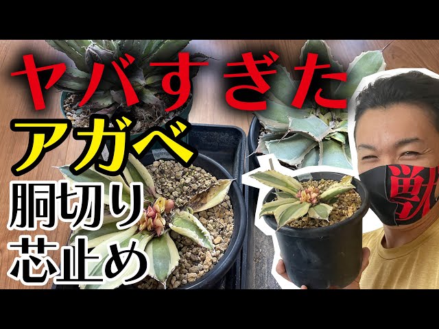 アガベ】胴切り株その後！なんとスナグル子株が…！【園芸育て方