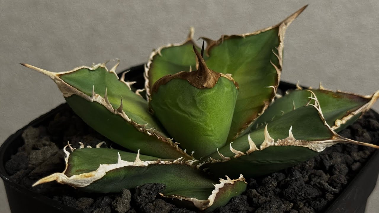 アガベ・チタノタ 緑幽霊（芽）-005｜agave titanota green ghost