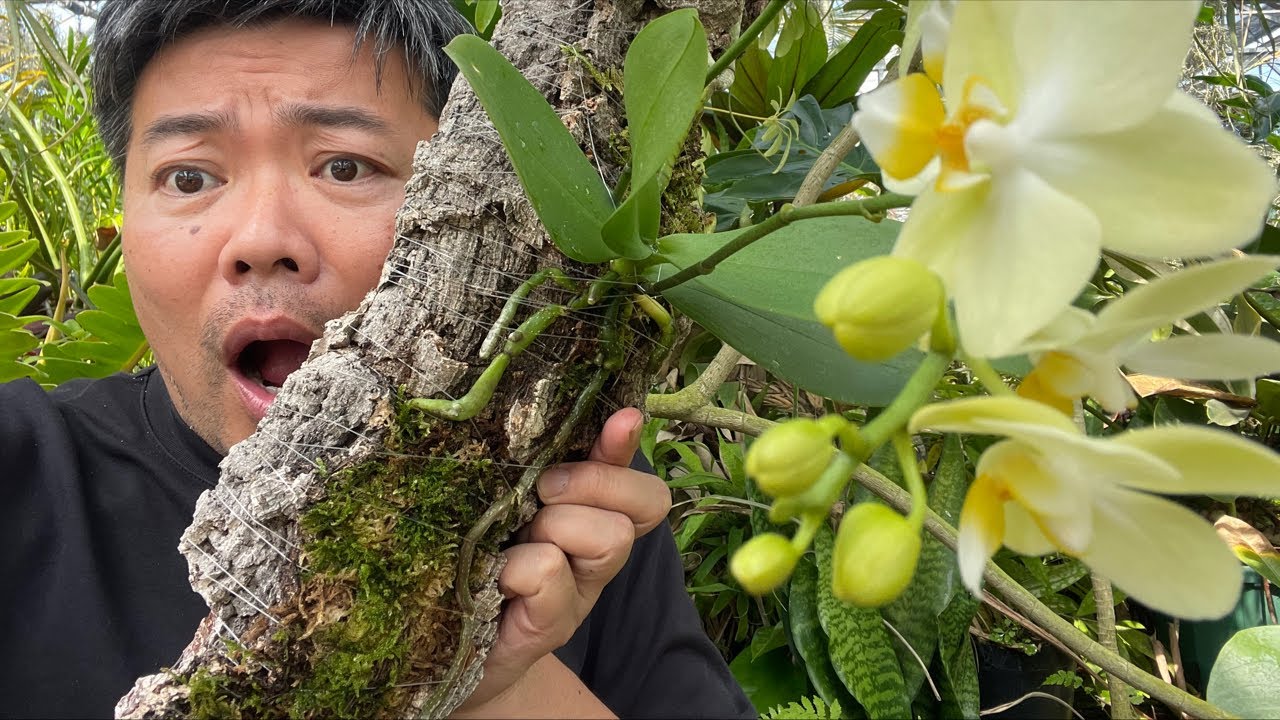 蘭の着生は楽しい - YouTube
