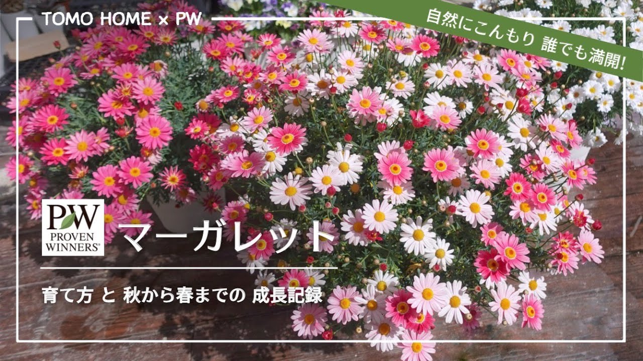 PW How to grow daisies by TomoHOME - YouTube