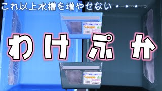 隔離ケース】新色が登場したことで育成の幅が広がる！ミプラス わけ