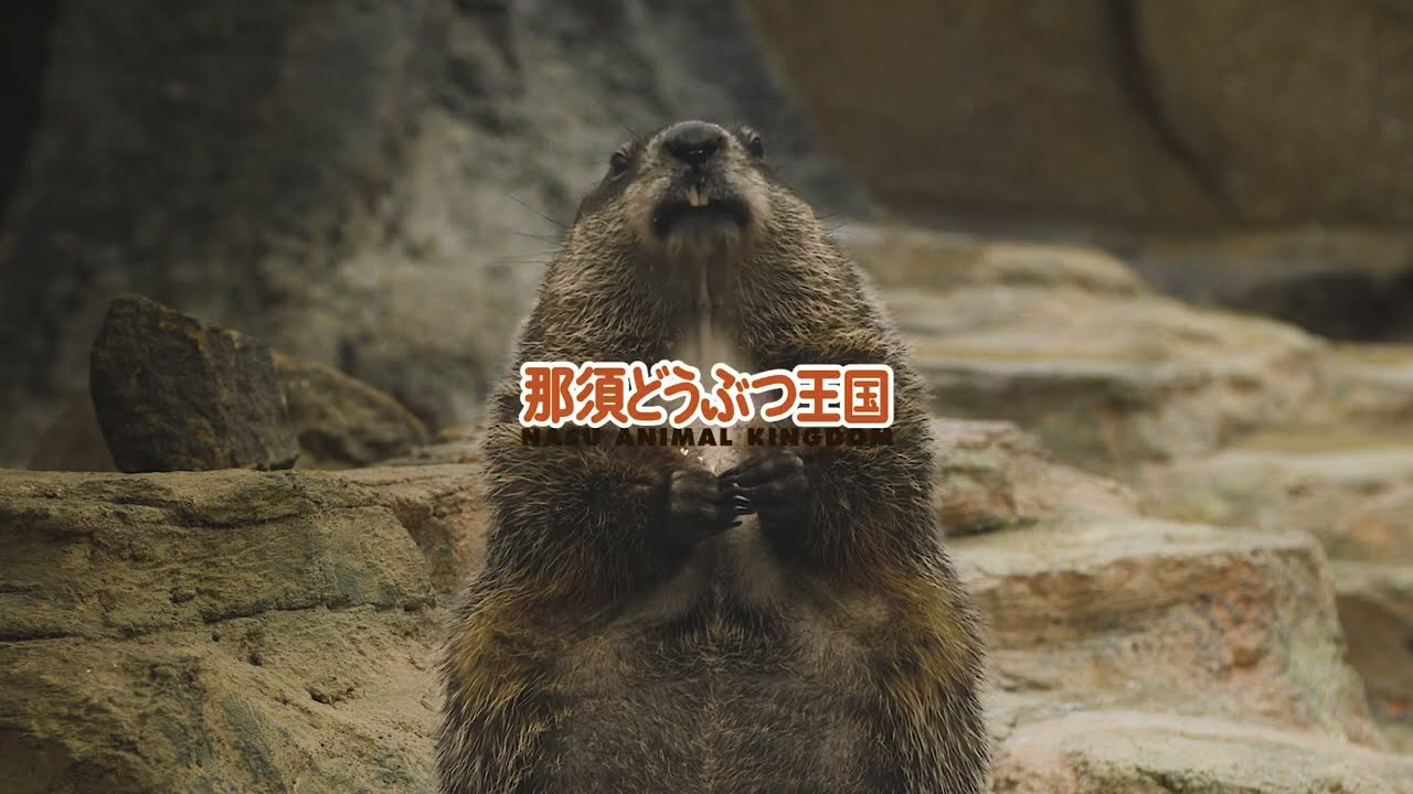 ウッドチャックとは？グラウンドホッグとも呼ばれる動物の生態と特徴