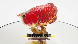 動物の惑星】アジアアロワナ（紅龍）フィギュア : インセクテック動物