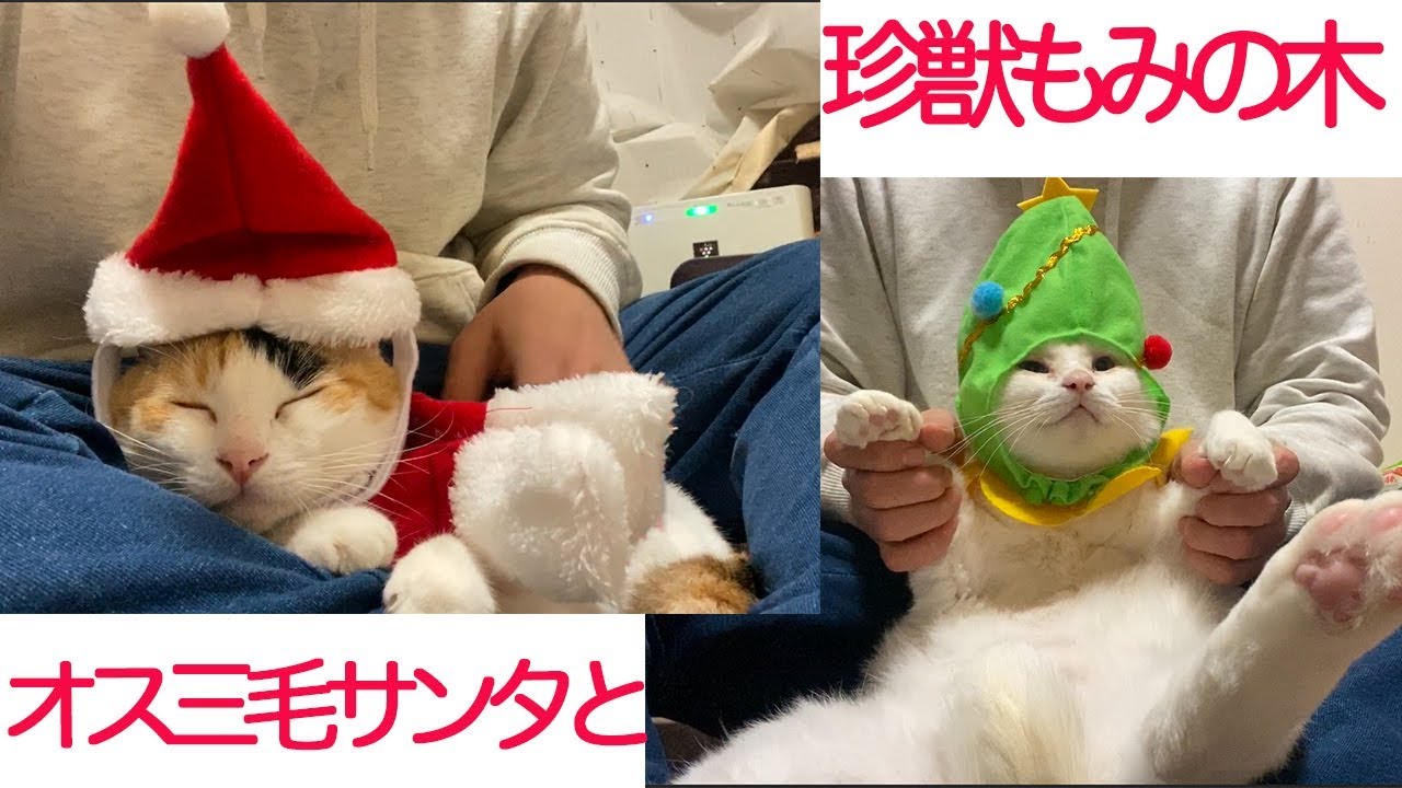 オス三毛猫とオッドアイの白い珍獣、揃ってサンタとなる The male