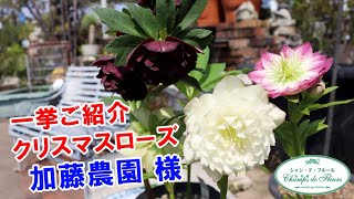 New Arrivals and Introductions] The Amazing Flower Colors of