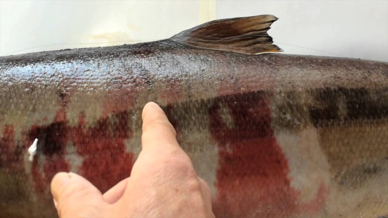 maxresdefault.jpg?sqp=-