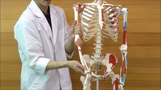 サム・骨格モデル 〜スーパースケルトン〜 ，直立型スタンド仕様