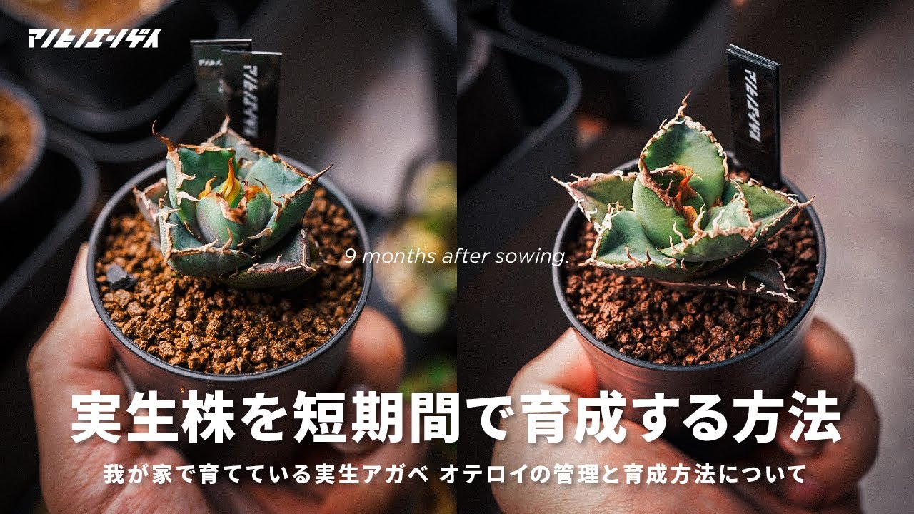 実生アガベを短期間で育成する方法。我が家の育成方法・環境全部見せ
