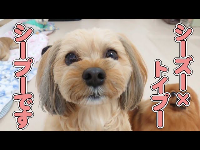 シーズー×トイプードルのシープーです。 🐶ひみつきちなう！#1