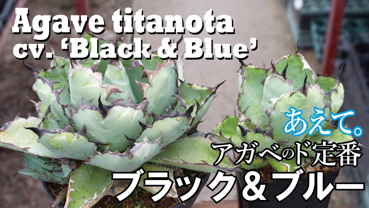 Agave titanota cv. 'Black & Blue' [For beginners] Introducing