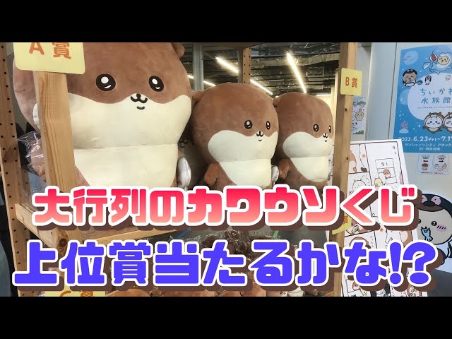 くじ引き】ナガノのカワウソぬいぐるみくじ引いてきた！！何が出ても