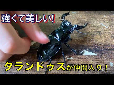 A big one has arrived!] Full of energy and shiny! Glossy Tarandus