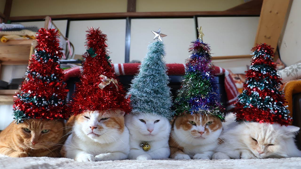 クリスマスツリー帽子 のせ猫 christmas tree 251225 - YouTube