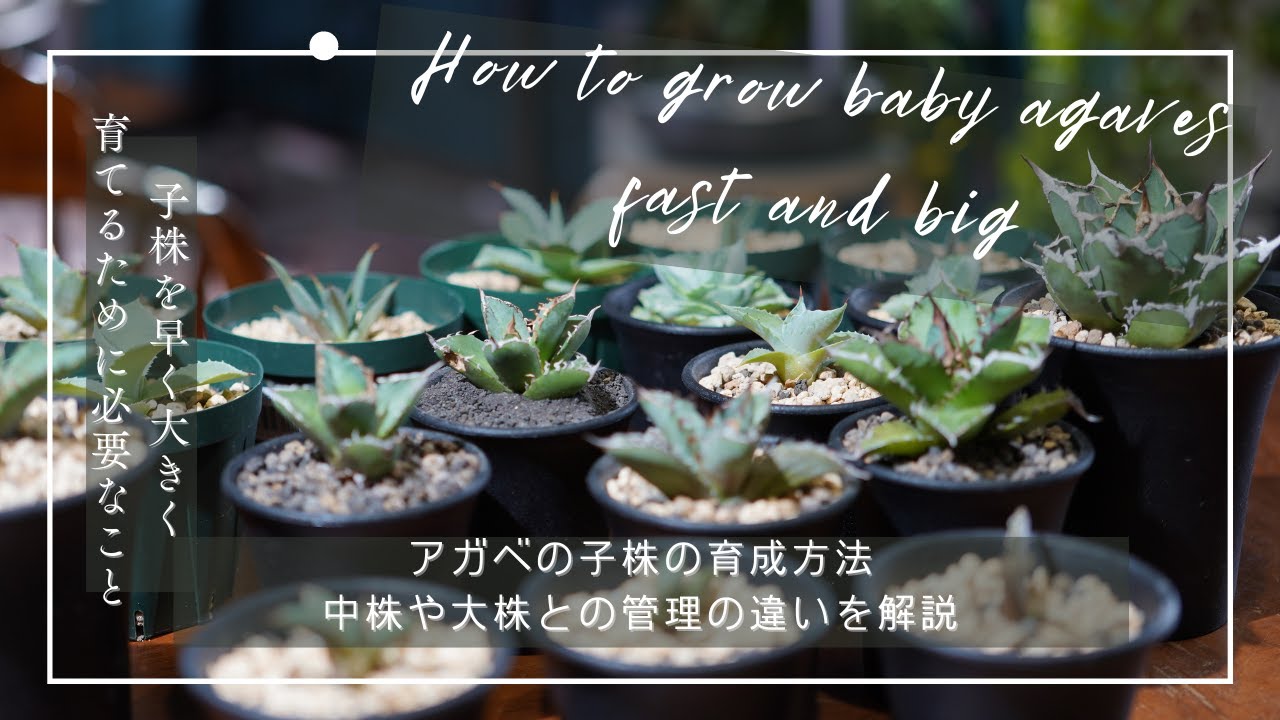 アガベの子株の育成方法！中株や大株との管理の違いを解説！ - YouTube