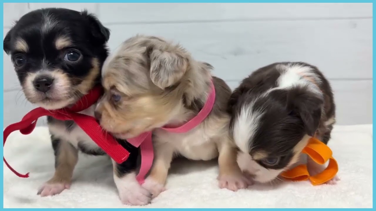 748932 チワワ（ロングコート） - YouTube