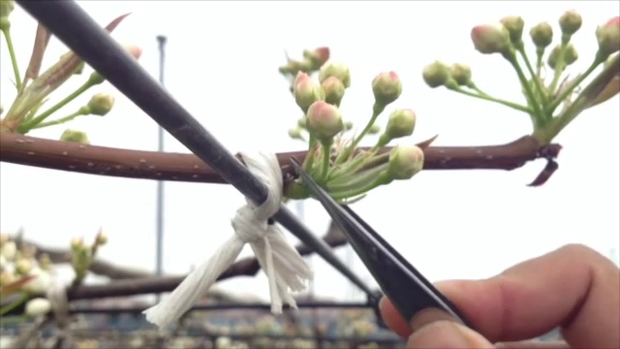 Pruning - Easy to Understand! Pear Work Series 2 - YouTube