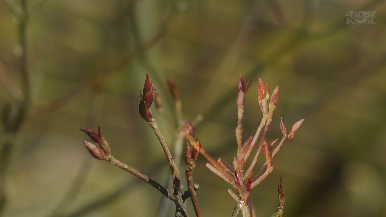 山採り自然樹形バイカツツジ販売 秋元園芸