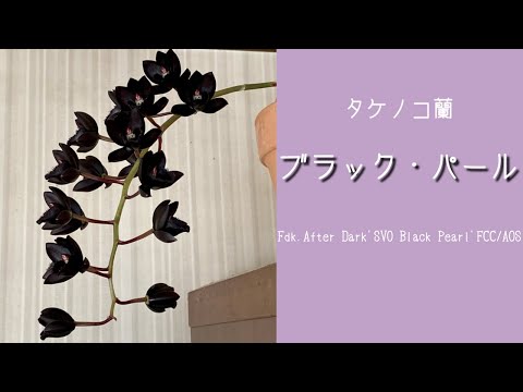 たけのこ蘭 - YouTube