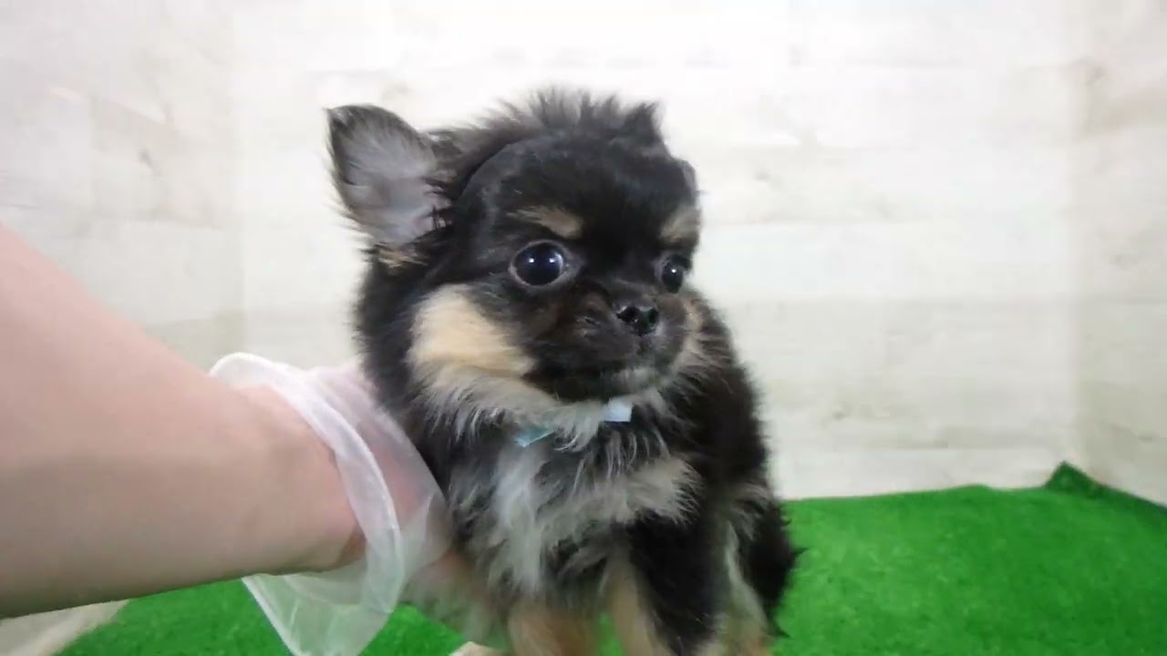 Coo&RIKU No.00748896 チワワ（ロングコート） - YouTube