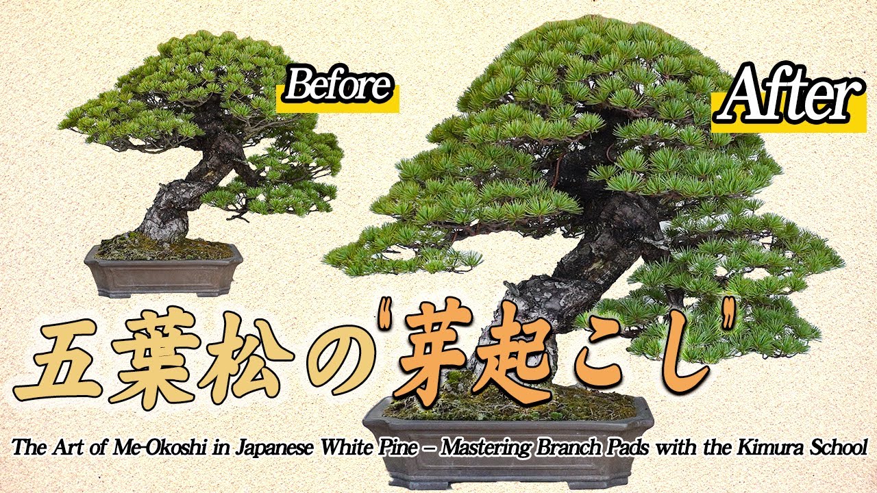 The Art of Me-Okoshi in Japanese White Pine–Yoshihiko Moriyama