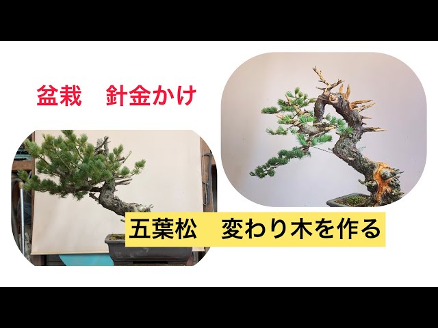 盆栽 針金かけ 五葉松 変わり木の整形 #bonsai #盆栽 - YouTube