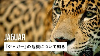 野生動物アドプト制度 ｜WWFジャパン