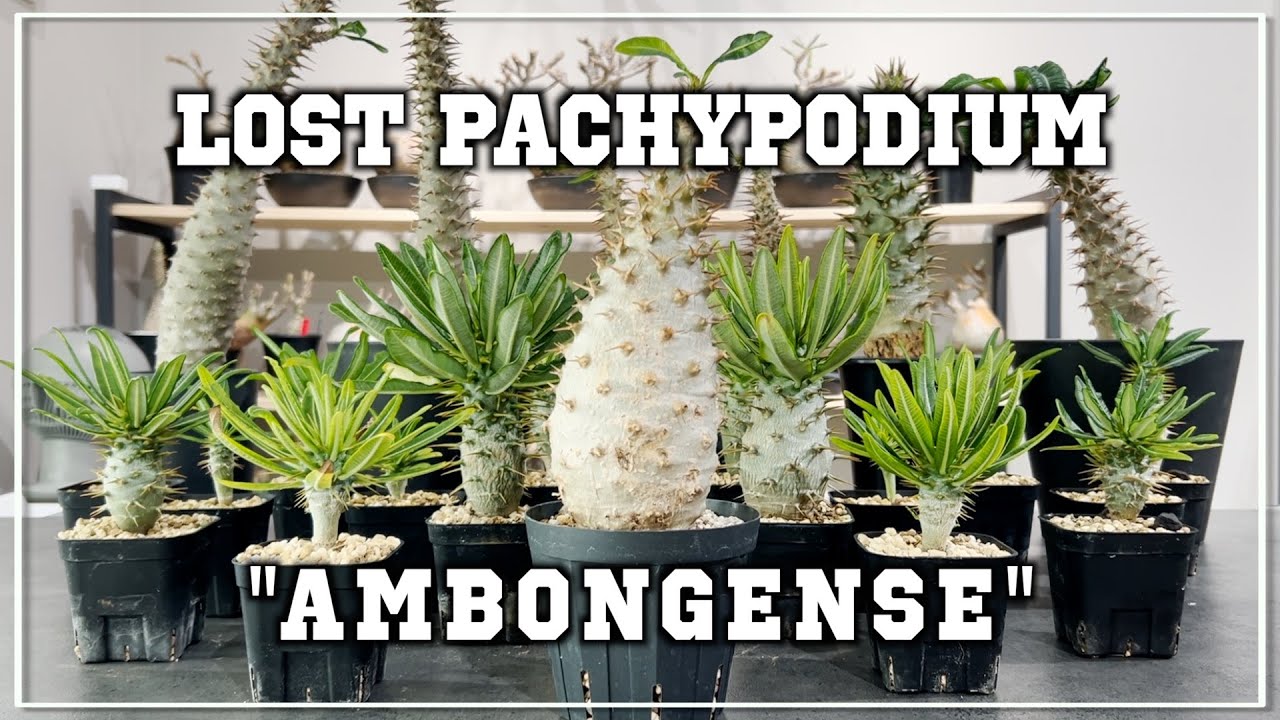 The charm of the mysterious pure white pachypodium, Ambongense