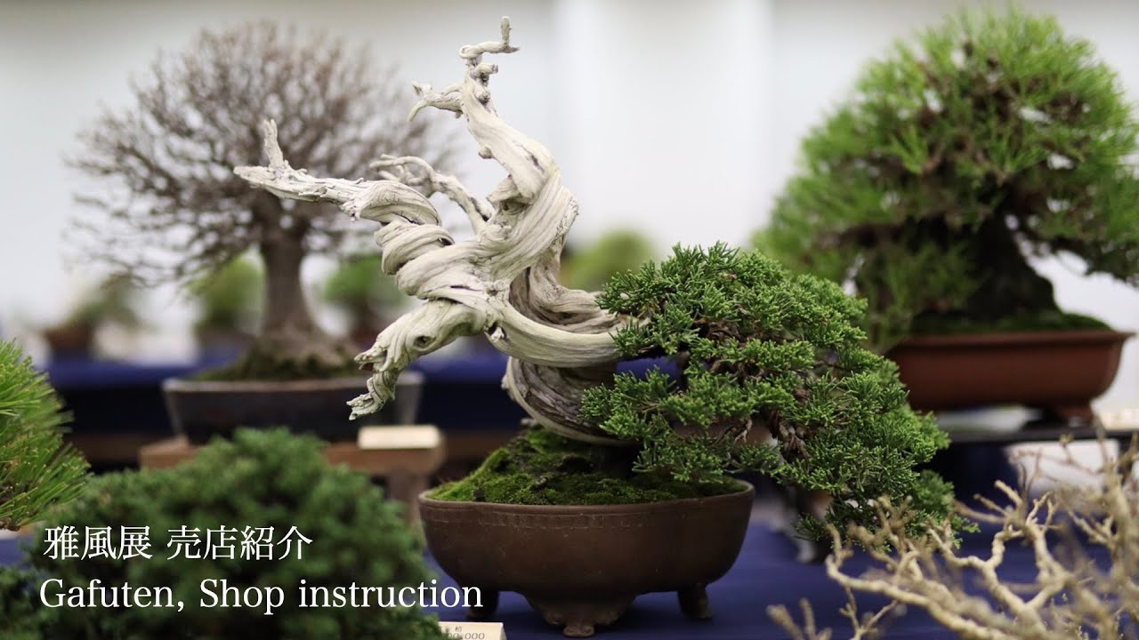 雅風展応援 ! 売店紹介] 雅松園 [Gafu support, Shop introduction