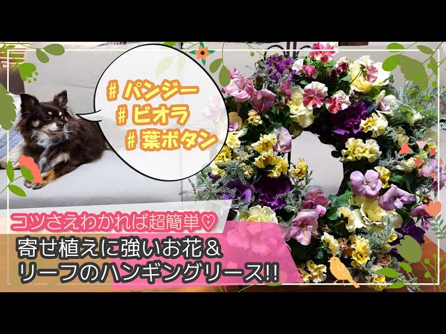 葉ボタン×フリルビオラ＆八重パンジー】コツさえわかれば超簡単♡寄せ