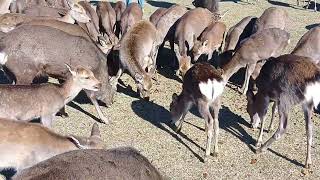 総集編 (Compilation) #19 奈良公園の鹿さん(#181～#190) Deer of Nara