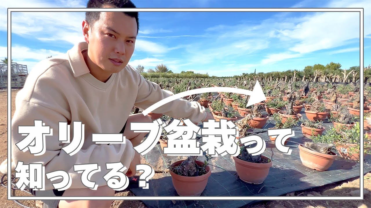 オリーブ】スペインにある巨大オリーブナーセリーに行ってきました