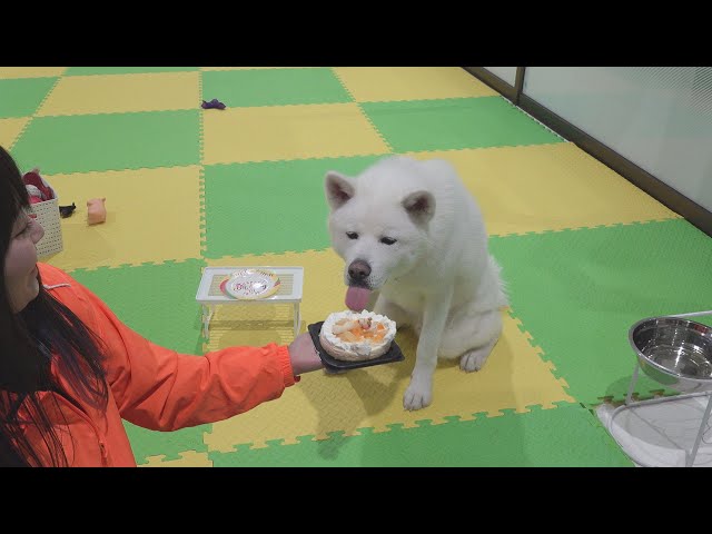 秋田犬の里の看板犬「想空」に誕生日ケーキプレゼント - YouTube