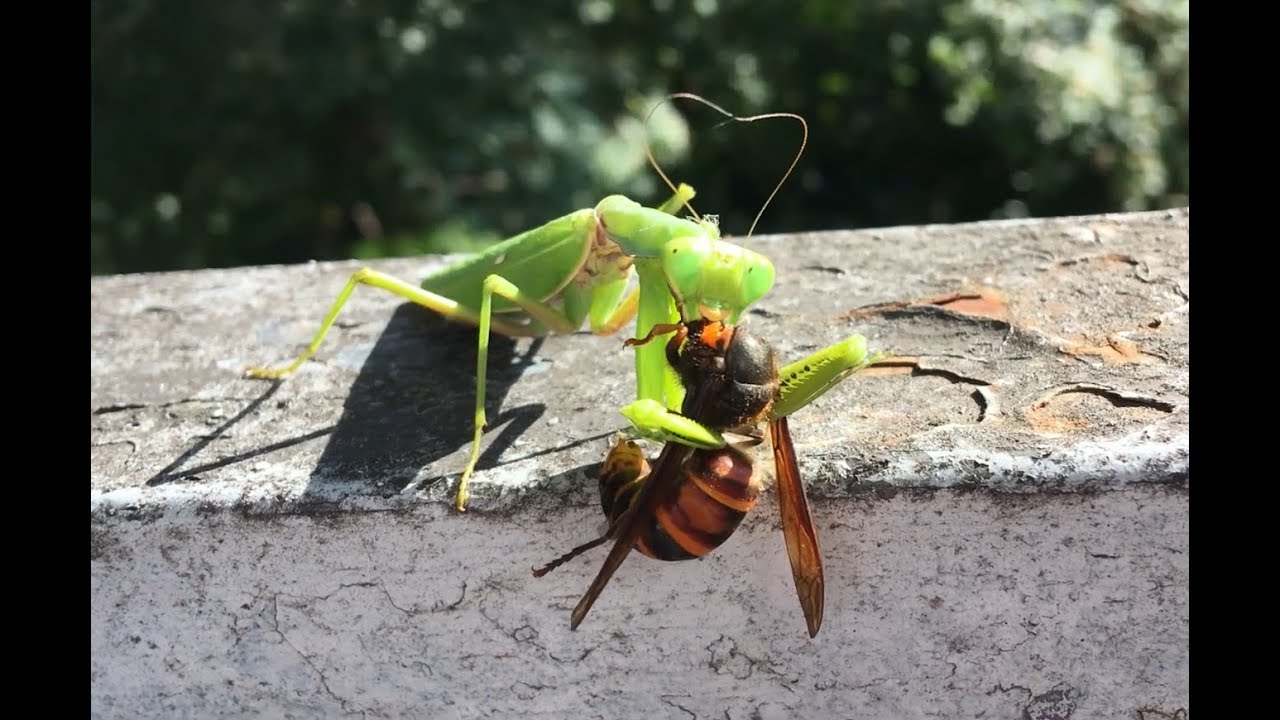 カマキリとスズメバチ（捕食） praying mantis & hornet - YouTube
