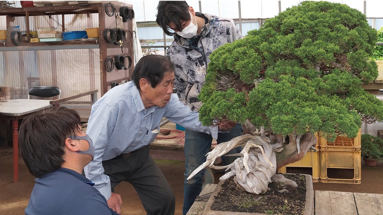 木村正彦 改作実技 第二弾 ］ 真柏の銘樹に挑む！ 近代盆栽2023年11月