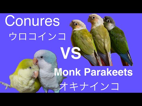 Before getting a medium-sized parrot / Which is more suitable for